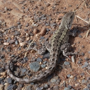 Amphibolurus muricatus at Hackett, ACT - 25 Mar 2022 02:28 PM