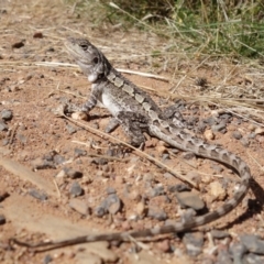 Amphibolurus muricatus at Hackett, ACT - 25 Mar 2022 02:28 PM