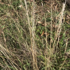 Unidentified Grass (TBC) at Hughes, ACT - 26 Mar 2022 by ruthkerruish