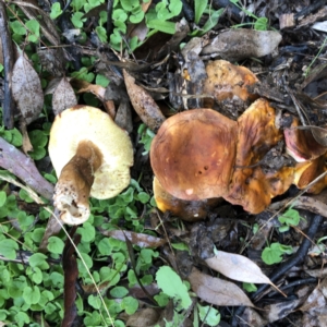 zz bolete at Hughes, ACT - 20 Mar 2022