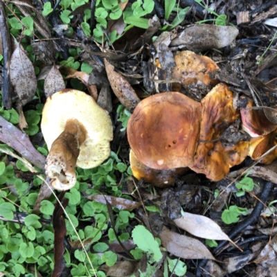 zz bolete at Hughes Garran Woodland - 20 Mar 2022 by ruthkerruish