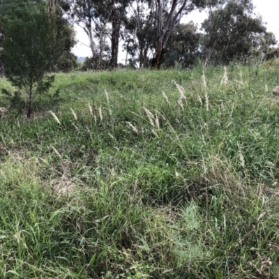 Rytidosperma sp. (Wallaby Grass) at Red Hill to Yarralumla Creek - 26 Mar 2022 by ruthkerruish