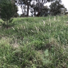 Rytidosperma sp. (Wallaby Grass) at Hughes Garran Woodland - 26 Mar 2022 by ruthkerruish