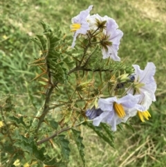 Solanum sisymbriifolium (Sticky Nightshade) at Sullivans Creek, Lyneham North - 23 Mar 2022 by SilkeSma