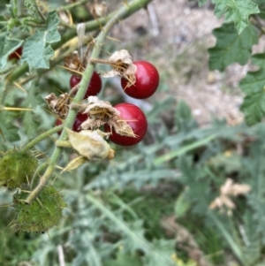 Solanum sisymbriifolium at Downer, ACT - 24 Mar 2022 10:38 AM