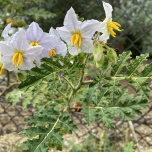 Solanum sisymbriifolium at Downer, ACT - 24 Mar 2022 10:38 AM