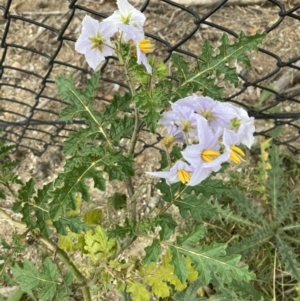 Solanum sisymbriifolium at Downer, ACT - 24 Mar 2022 10:38 AM