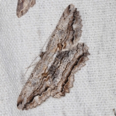 Scioglyptis lyciaria (White-patch Bark Moth) at O'Connor, ACT - 22 Mar 2022 by ibaird