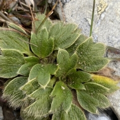 Ranunculus acrophilus (Feldmark Buttercup) at Kosciuszko National Park, NSW - 13 Mar 2022 by Ned_Johnston