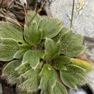 Ranunculus acrophilus at Kosciuszko National Park, NSW - 13 Mar 2022