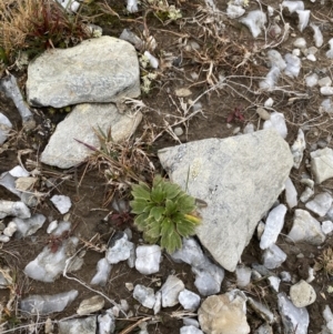 Ranunculus acrophilus at Kosciuszko National Park, NSW - 13 Mar 2022