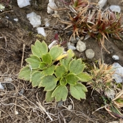 Ranunculus acrophilus at Kosciuszko National Park, NSW - 13 Mar 2022