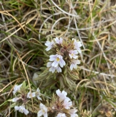 Euphrasia alsa (Dwarf Eye-Bright) at Kosciuszko National Park, NSW - 13 Mar 2022 by NedJohnston