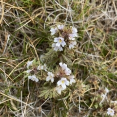 Euphrasia alsa at Kosciuszko National Park, NSW - 13 Mar 2022 11:07 AM