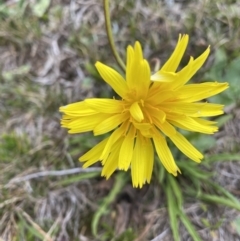 Microseris lanceolata (Yam Daisy) at Kosciuszko National Park, NSW - 13 Mar 2022 by NedJohnston