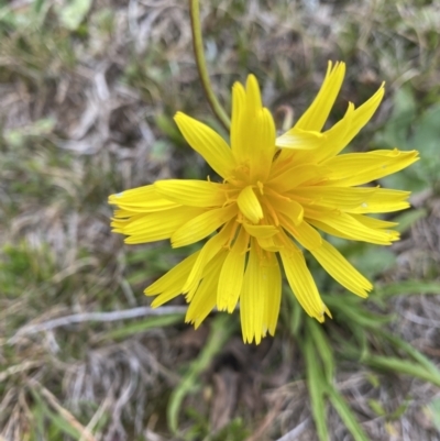 Microseris lanceolata (Yam Daisy) at Kosciuszko National Park, NSW - 13 Mar 2022 by NedJohnston