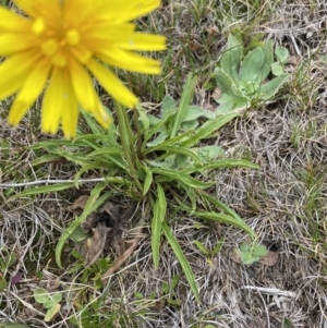 Microseris lanceolata at Kosciuszko National Park, NSW - 13 Mar 2022 11:06 AM