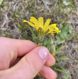 Microseris lanceolata at Kosciuszko National Park, NSW - 13 Mar 2022