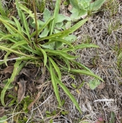 Microseris lanceolata at Kosciuszko National Park, NSW - 13 Mar 2022