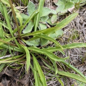 Microseris lanceolata at Kosciuszko National Park, NSW - 13 Mar 2022