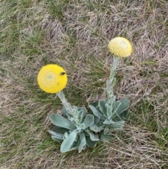 Craspedia maxgrayi (Woolly Billy Buttons) at Geehi, NSW - 13 Mar 2022 by NedJohnston