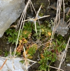 Epilobium tasmanicum (Snow Willow-Herb) at Kosciuszko National Park, NSW - 13 Mar 2022 by Ned_Johnston