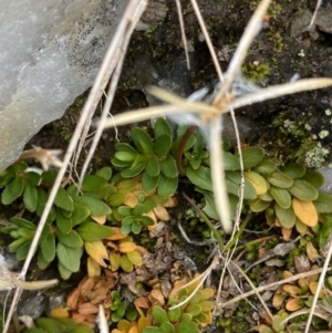 Epilobium tasmanicum at Kosciuszko National Park, NSW - 13 Mar 2022 11:03 AM