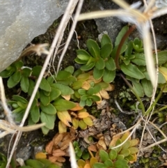 Epilobium tasmanicum at Kosciuszko National Park, NSW - 13 Mar 2022 11:03 AM