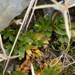 Epilobium tasmanicum at Kosciuszko National Park, NSW - 13 Mar 2022 11:03 AM