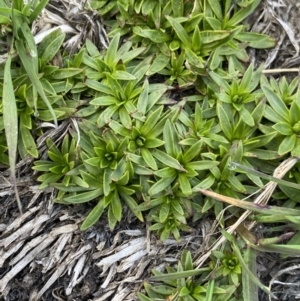 Plantago glacialis at Geehi, NSW - 13 Mar 2022