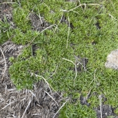 Plantago glacialis at Geehi, NSW - 13 Mar 2022