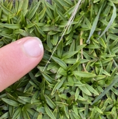 Plantago glacialis at Geehi, NSW - 13 Mar 2022