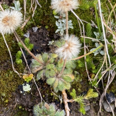 Pappochroma setosum (Dwarf Fleabane) at Kosciuszko National Park, NSW - 13 Mar 2022 by NedJohnston