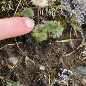 Erigeron setosus at Kosciuszko National Park, NSW - 13 Mar 2022