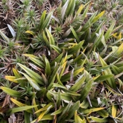 Astelia psychrocharis at Kosciuszko National Park - 13 Mar 2022 by Ned_Johnston