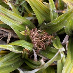 Astelia psychrocharis at Geehi, NSW - 13 Mar 2022 11:00 AM