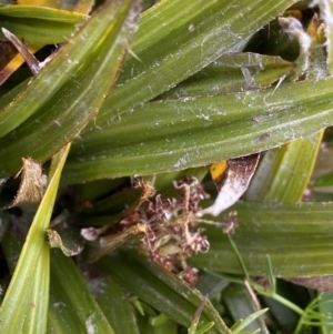 Astelia psychrocharis at Geehi, NSW - 13 Mar 2022 11:00 AM