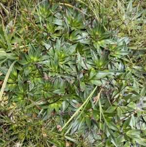 Plantago muelleri at Kosciuszko National Park, NSW - 13 Mar 2022 10:44 AM