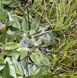 Plantago muelleri at Kosciuszko National Park, NSW - 13 Mar 2022 10:44 AM