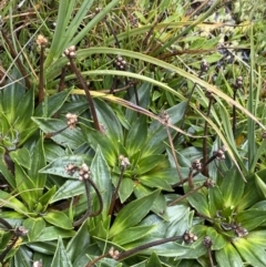 Plantago muelleri at Kosciuszko National Park, NSW - 13 Mar 2022 10:44 AM