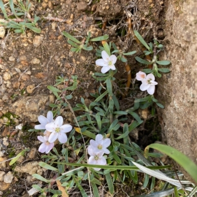 Montia australasica (White Purslane) at Kosciuszko National Park - 12 Mar 2022 by Ned_Johnston