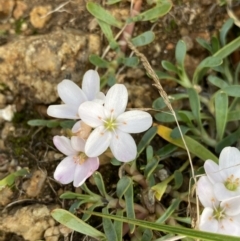 Montia australasica at Kosciuszko National Park, NSW - 13 Mar 2022