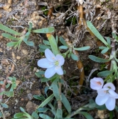 Montia australasica at Kosciuszko National Park, NSW - 13 Mar 2022 10:38 AM