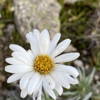 Celmisia costiniana (Costin's Snow Daisy) at Geehi, NSW - 13 Mar 2022 by NedJohnston