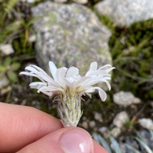 Celmisia costiniana at Geehi, NSW - 13 Mar 2022