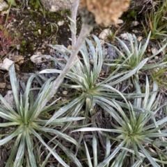 Celmisia costiniana at Geehi, NSW - 13 Mar 2022