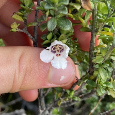 Prostanthera cuneata (Alpine Mint Bush) at Kosciuszko National Park, NSW - 13 Mar 2022 by NedJohnston