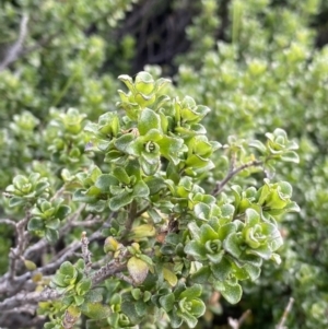 Prostanthera cuneata at Kosciuszko National Park, NSW - 13 Mar 2022