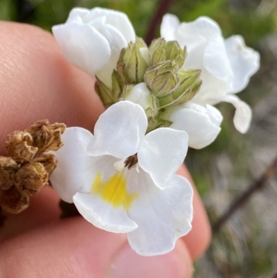 Euphrasia collina subsp. glacialis (Snow Eyebright) at Kosciuszko National Park, NSW - 12 Mar 2022 by Ned_Johnston