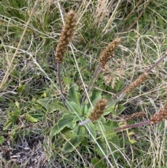 Plantago euryphylla (A Plantain) at Kosciuszko National Park, NSW - 12 Mar 2022 by Ned_Johnston